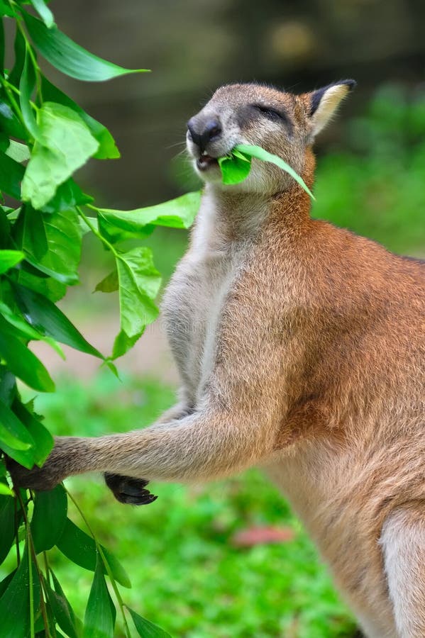 Canguro Rojo Que Goza De Su Alimento Imagen de archivo Imagen de rojo