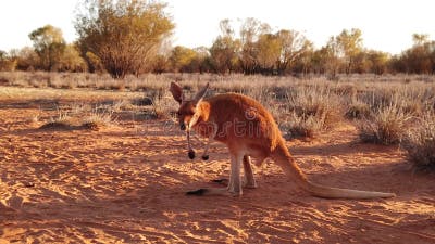 Como é Celebrado o Natal na Austrália - Rota do Canguru