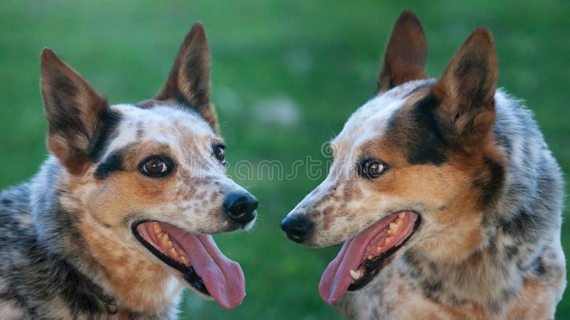 Cani Cani