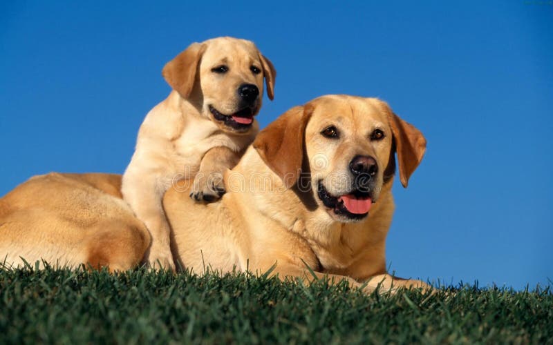 Cani adorabili fotografie stock Cani adorabili fotografie stock