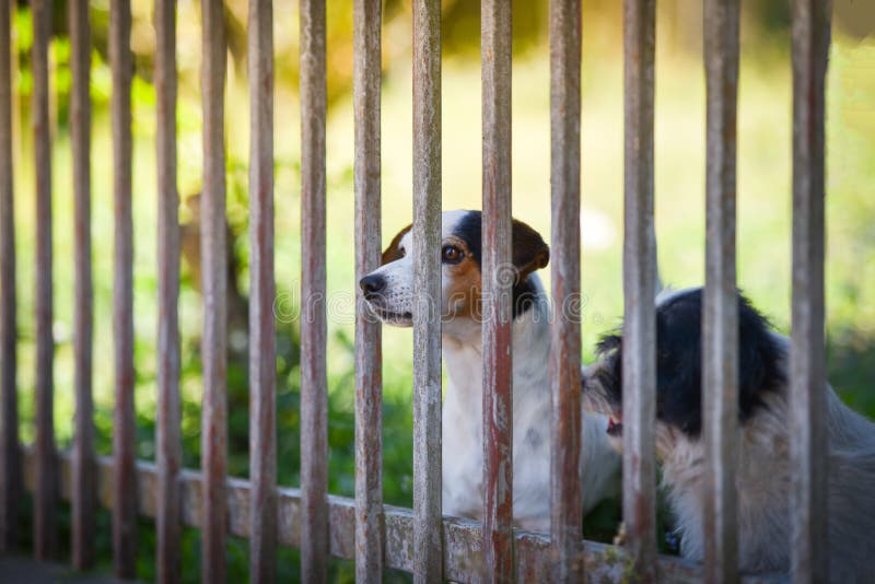 Cani aspettanti dietro il recinto fotografia stock Cani aspettanti dietro il recinto fotografia stock