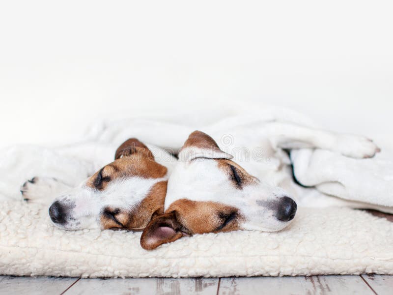 Cani che dormono al pavimento immagine stock libera da diritti Cani che dormono al pavimento immagine stock libera da diritti