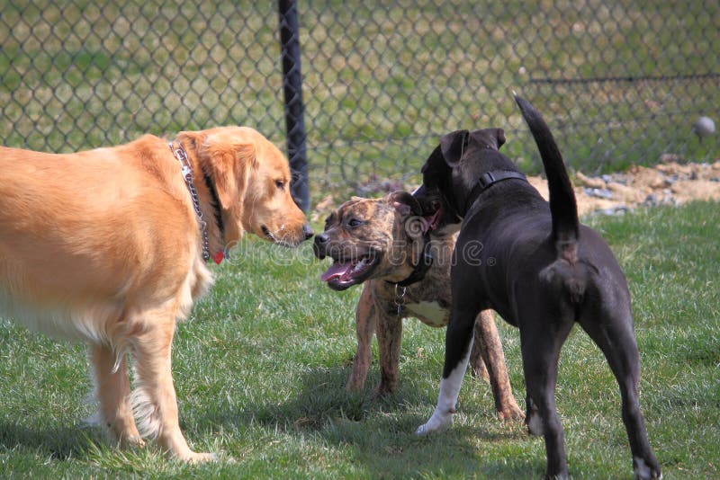 Three unleashed dogs Playing in Dog Park for stress relieving, exercise, and social. Three unleashed dogs Playing in Dog Park for stress relieving, exercise, and social.