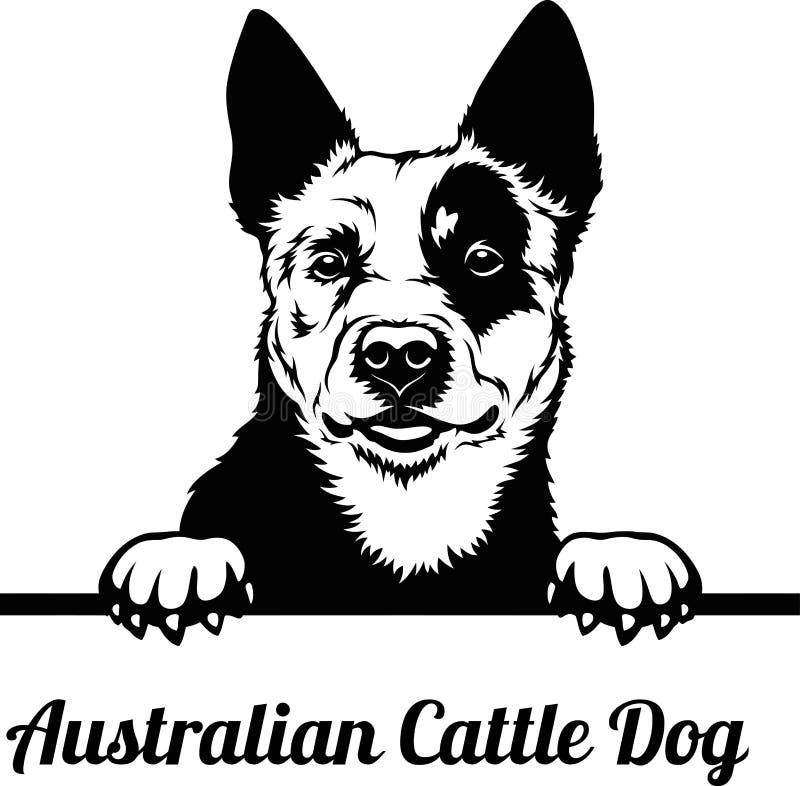 Cani da caccia australiani allevati con la faccia isolata su bianco