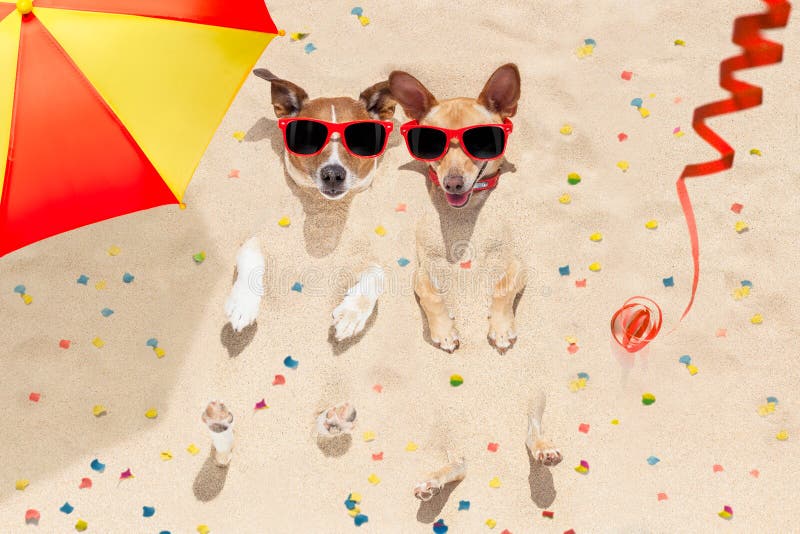 Couple of two dogs buried in the sand at the beach on happy new years eve , confetti and serpentine streamers all over the place. Couple of two dogs buried in the sand at the beach on happy new years eve , confetti and serpentine streamers all over the place