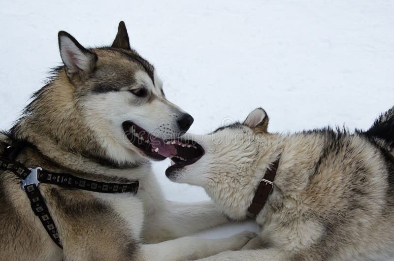 Cani del malamute d'Alasca fotografia stock libera da diritti Cani del malamute d'Alasca fotografia stock libera da diritti