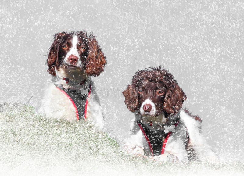 Cani della neve di inverno immagine stock Cani della neve di inverno immagine stock