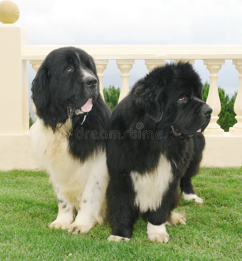 Two purebred newfoundland dogs sitting next to each other. Two purebred newfoundland dogs sitting next to each other