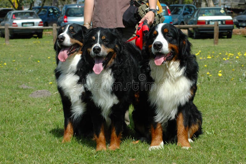 Cani di montagna di Bernese fotografia stock libera da diritti Cani di montagna di Bernese fotografia stock libera da diritti