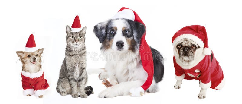 Cani e Cat Christmas fotografie stock Cani e Cat Christmas fotografie stock
