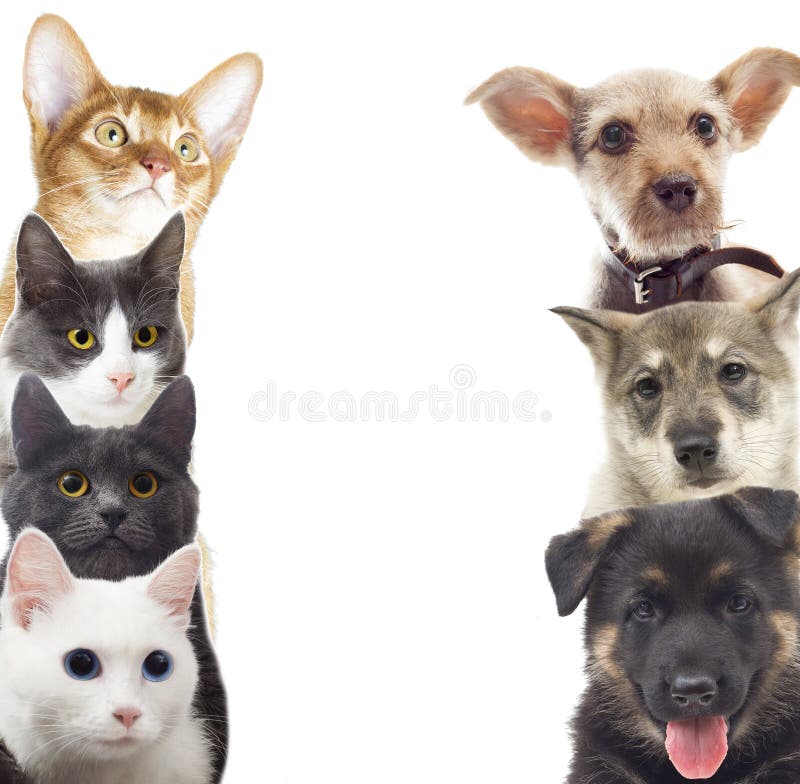 Cani e gatti fotografia stock libera da diritti Cani e gatti fotografia stock libera da diritti