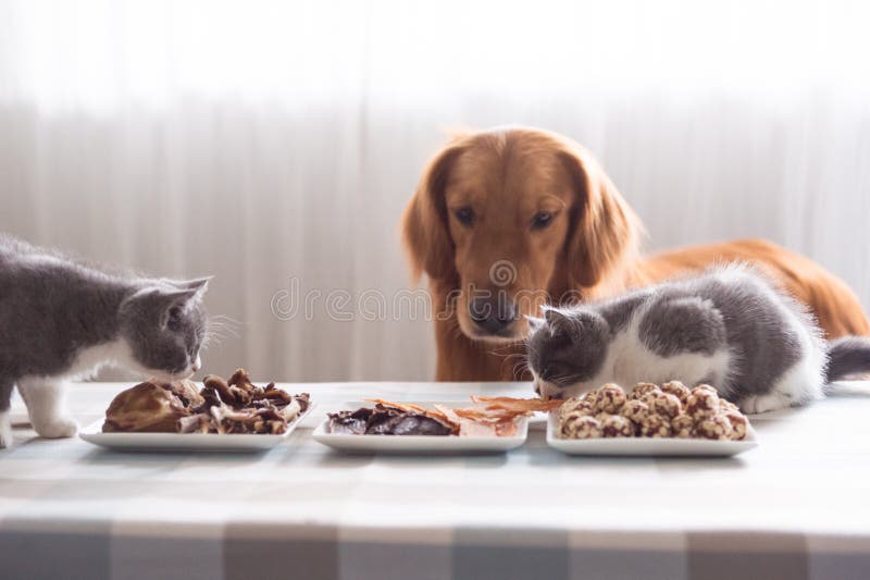 Cani e gatti ed alimento fotografie stock libere da diritti