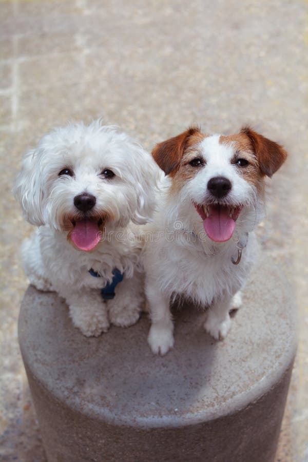 CANI FELICI DEL RITRATTO DUE CHE SI SIEDONO E CHE ATTACCANO FUORI LINGUA immagine stock CANI FELICI DEL RITRATTO DUE CHE SI SIEDONO E CHE ATTACCANO FUORI LINGUA immagine stock