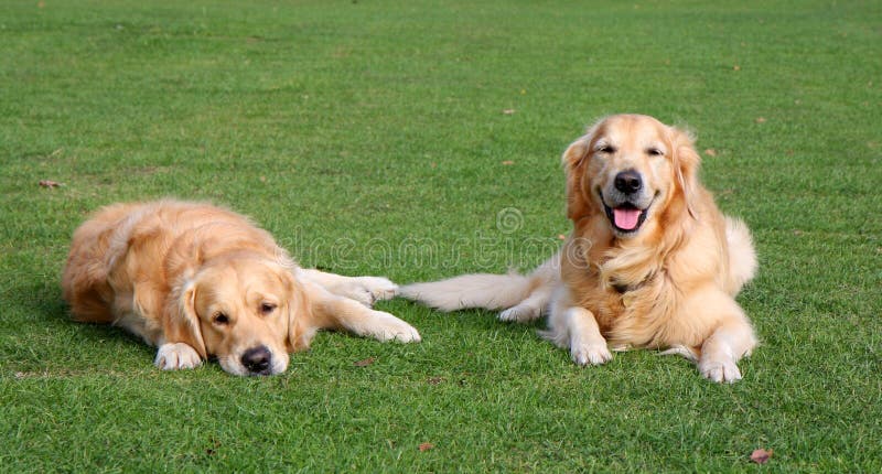 Cani felici e tristi Cani felici e tristi