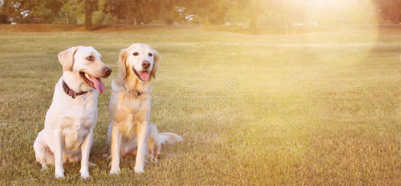 CANI FELICI LABRADOR DELL'INSEGNA DUE DI WEBSIDE E GOLDEN RETRIEVER CHE SI SIEDE NELL'ERBA GIALLA SUL CALORE DI ESTATE fotografia stock CANI FELICI LABRADOR DELL'INSEGNA DUE DI WEBSIDE E GOLDEN RETRIEVER CHE SI SIEDE NELL'ERBA GIALLA SUL CALORE DI ESTATE fotografia stock