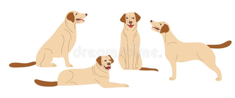 Dogs. Dog is in different positions, standing, lying, sitting. Labrador Retriever. Adult dogs. Thoroughbred dogs. Light-colored short-haired dog. Flat vector pet animals isolated on white background. Dogs. Dog is in different positions, standing, lying, sitting. Labrador Retriever. Adult dogs. Thoroughbred dogs. Light-colored short-haired dog. Flat vector pet animals isolated on white background.