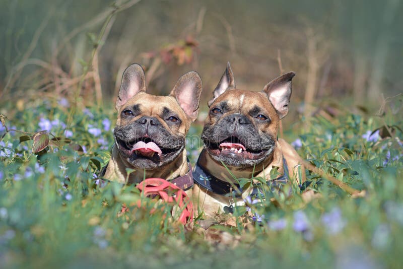 Cani marroni felici del bulldog francese che si trovano sulla terra della foresta fra i fiori di fioritura della molla fotografie stock libere da diritti Cani marroni felici del bulldog francese che si trovano sulla terra della foresta fra i fiori di fioritura della molla fotografie stock libere da diritti