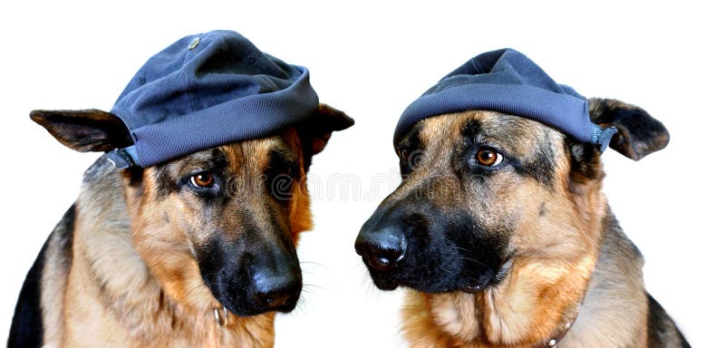 Cani in protezioni fotografia stock libera da diritti Cani in protezioni fotografia stock libera da diritti