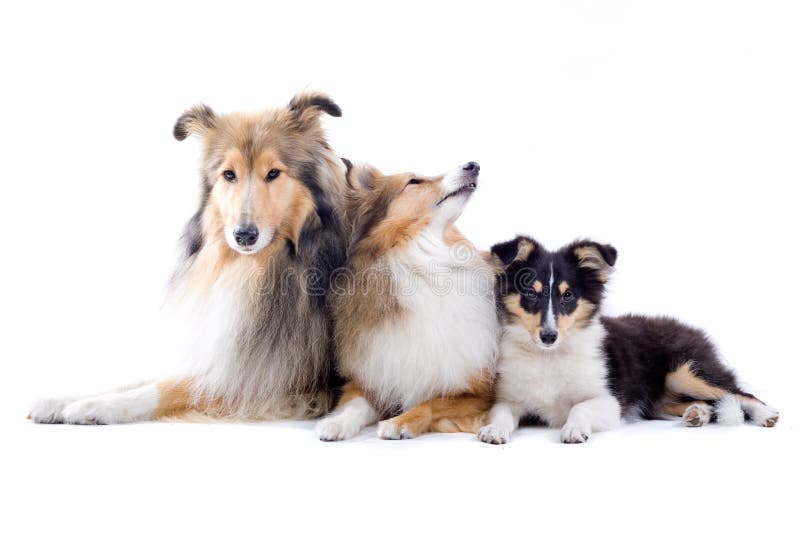 Cani scozzesi del collie immagine stock libera da diritti Cani scozzesi del collie immagine stock libera da diritti