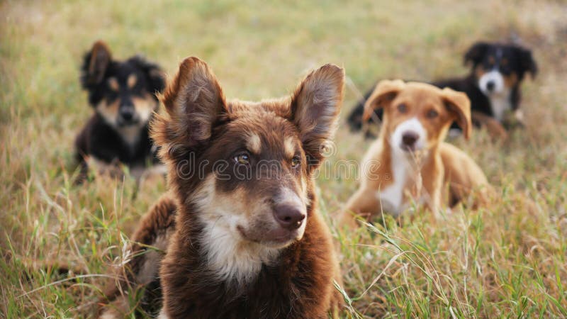 Cani selvaggi dolci fotografia stock libera da diritti Cani selvaggi dolci fotografia stock libera da diritti
