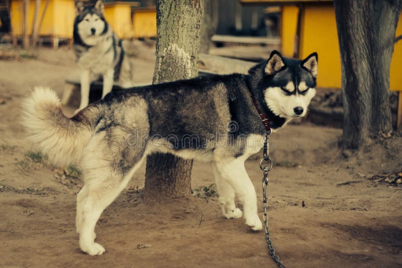 Cani sughi nel canile su una catena nelle case fotografia stock