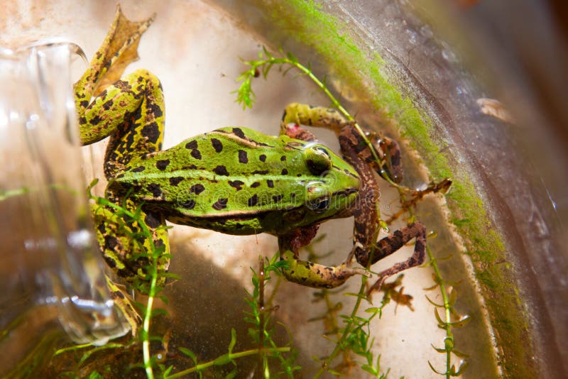 Cannibalism in the nature. Edible frog (Pelophylax kl. esculentus) eats smaller frog. Cannibalism in the nature. Edible frog (Pelophylax kl. esculentus) eats smaller frog