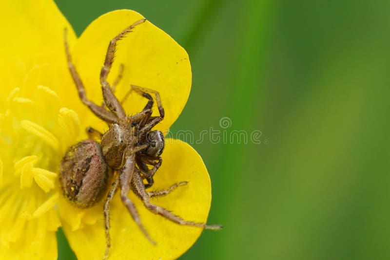 Natural cannibalism closeup on a female Crabspider, Xysticus, eating a male on a yellow buttercup flower. Natural cannibalism closeup on a female Crabspider, Xysticus, eating a male on a yellow buttercup flower