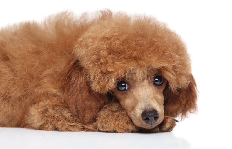 Perritos Adorables De Los Gemelos De Los Bebes Del Caniche Foto De Archivo Imagen De Belleza Limpio