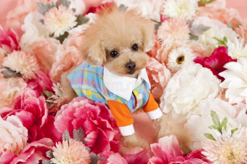 A tea cup poodle dressed in fashionable clothes surrounded by chrimson and pink flowers,a summer season feel. A tea cup poodle dressed in fashionable clothes surrounded by chrimson and pink flowers,a summer season feel.