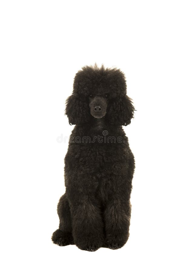Caniche gris y negro del rey que se sienta que mira la cámara fotografía de archivo Caniche gris y negro del rey que se sienta que mira la cámara fotografía de archivo