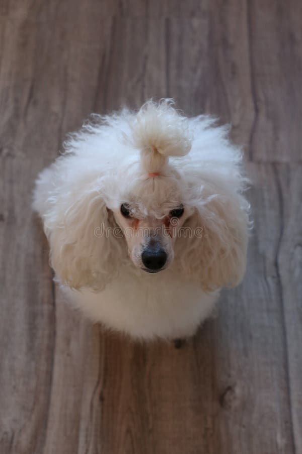 Caniche miniature blanc mignon et pelucheux superbe image stock Caniche miniature blanc mignon et pelucheux superbe image stock