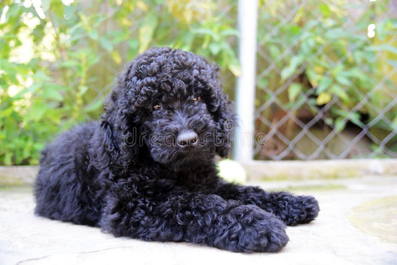 Caniche Negro Del Bebe Fotos Libres De Derechos Y Gratuitas De Dreamstime