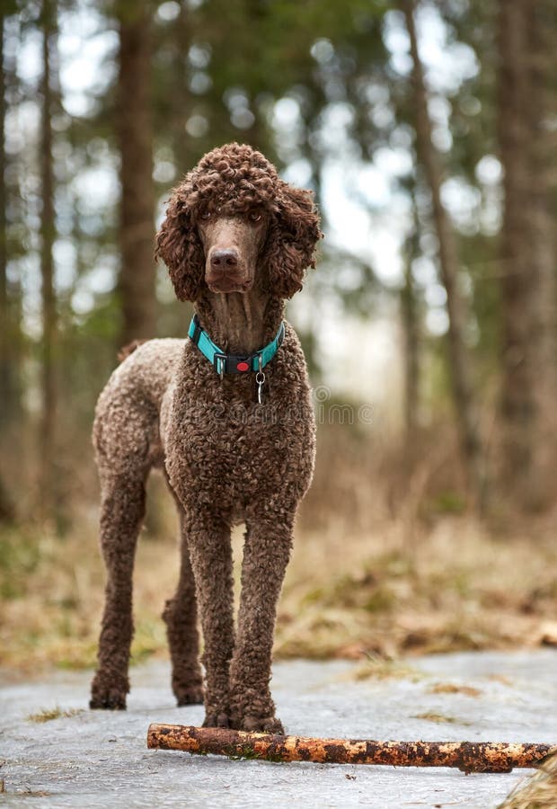 Standard poodle standing in the springtime forest playing with a stick. Standard poodle standing in the springtime forest playing with a stick.