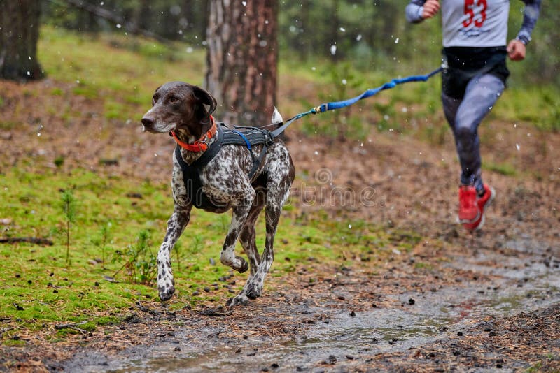 Canicross dog mushing race stock photo. Image of purebred 172508962