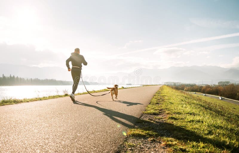 Canicross övningar Aktivitet för utomhus- sport - man som joggar med hans beaglehund