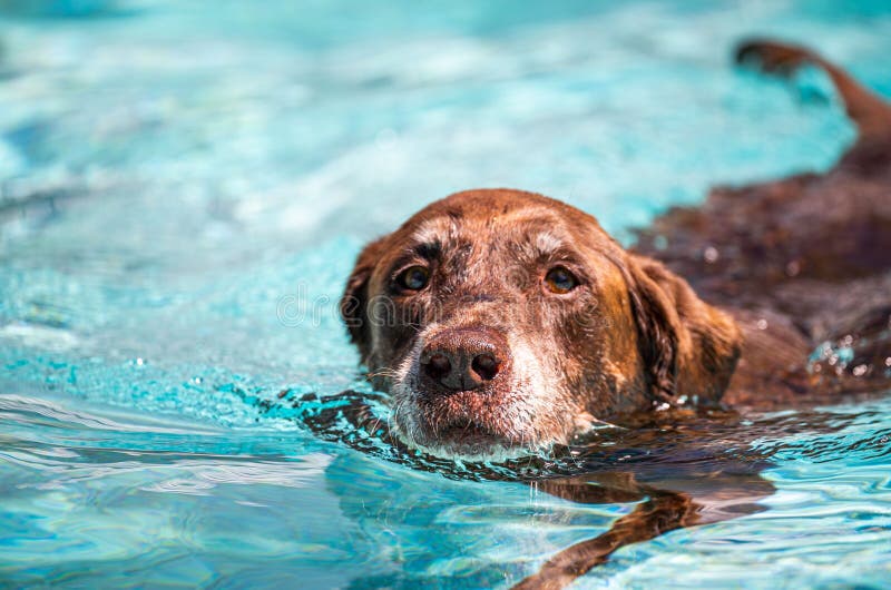 A brown canine is happily swimming in a clear blue body of water. A brown canine is happily swimming in a clear blue body of water