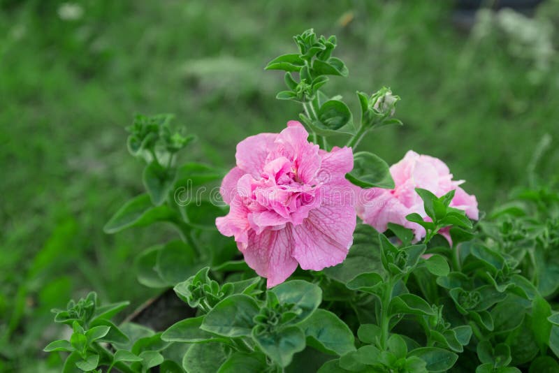 Canina rosa selvaggio di fioritura variopinto di Rosa Rosa di rosa con le foglie verdi fotografie stock Canina rosa selvaggio di fioritura variopinto di Rosa Rosa di rosa con le foglie verdi fotografie stock