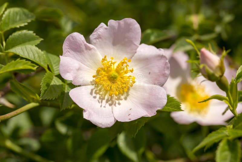 Canina salvaje de Rose Rosa con los pétalos abiertos en primavera imágenes de archivo libres de regalías Canina salvaje de Rose Rosa con los pétalos abiertos en primavera imágenes de archivo libres de regalías