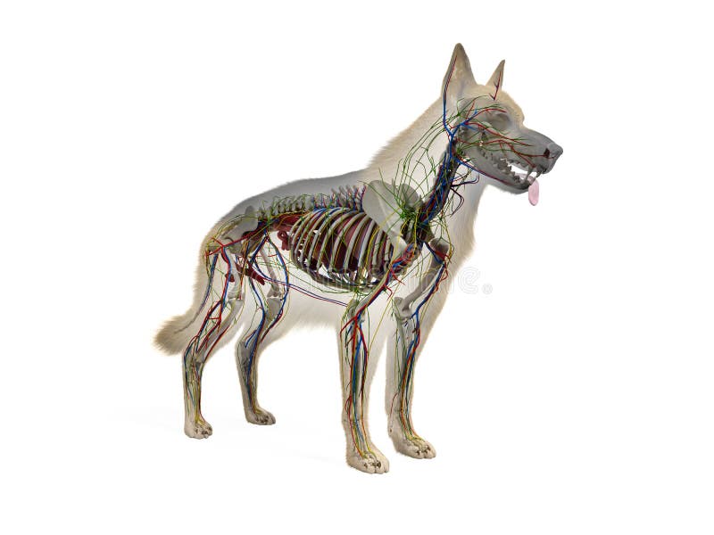 Canine Anatomy. Veterinary Chart 3D. The Dog`s Body Systems Internal