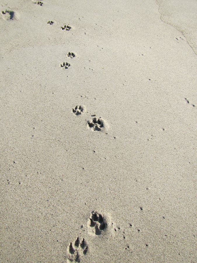 Canine Paw Prints in Beach Sand Stock Photo - Image of canines, friend ...