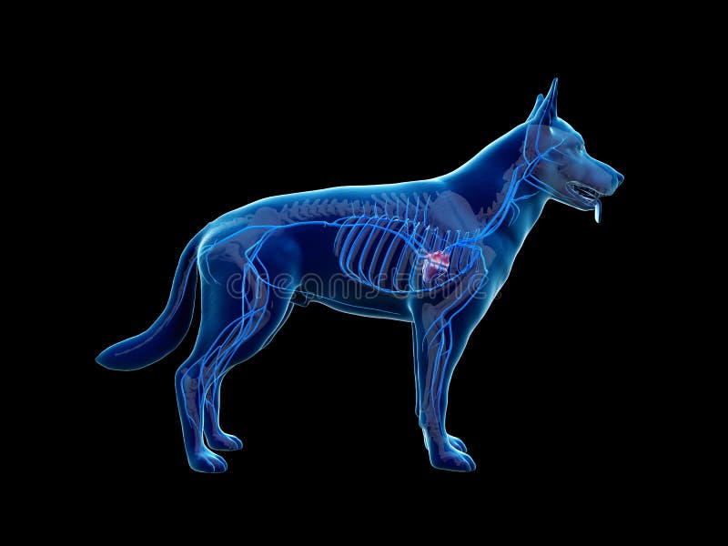 The Canine Veins Stock Illustration Illustration Of Anatomy 157609537