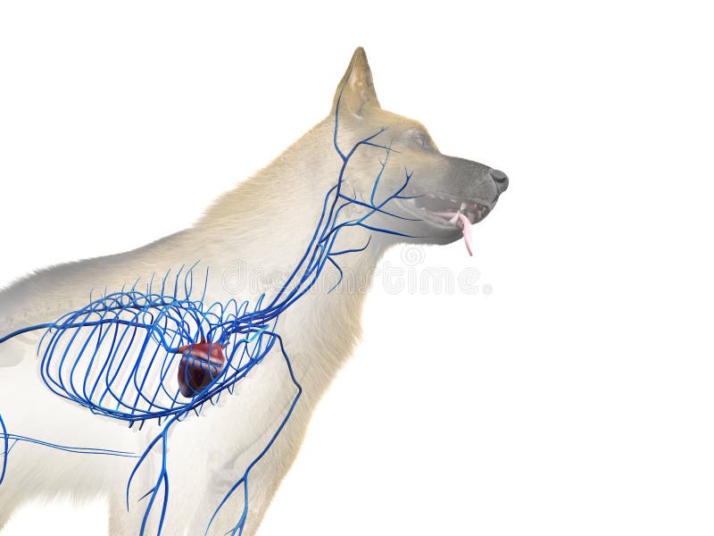 Dog Jugular Vein Anatomy