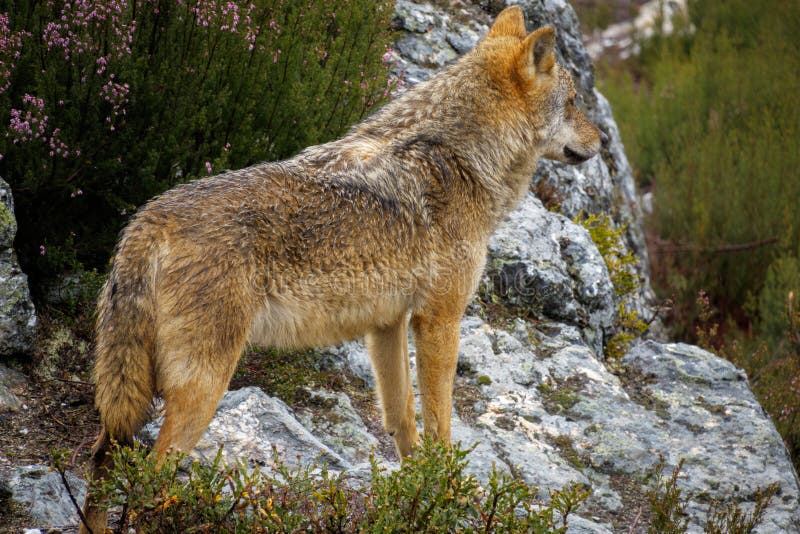 Canis Lupus Signatus molhada que olha sobre rochas fotos de stock
