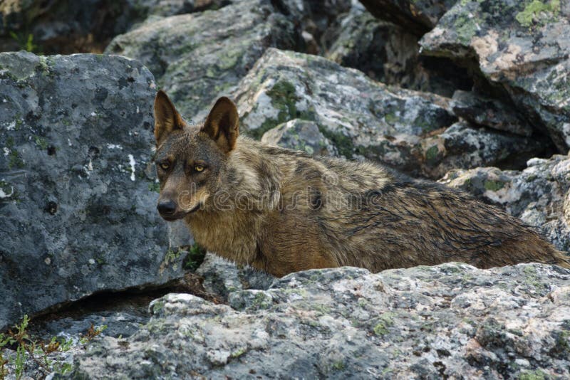 Canis Lupus Signatus molhada que olha sobre rochas fotos de stock