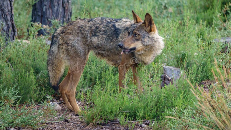 Canis Lupus Signatus que olha para trás imagens de stock