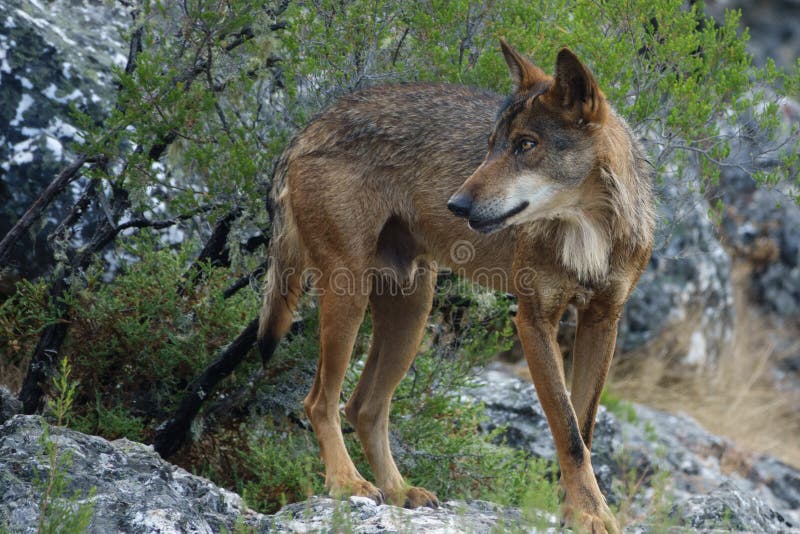Canis Lupus Signatus a vigiar sobre as rochas imagens de stock