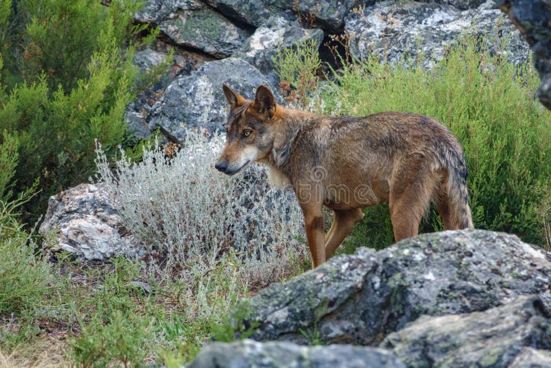 Canis Lupus Signatus a vigiar sobre as rochas fotos de stock