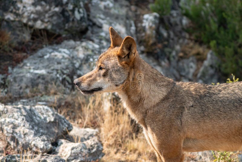 Canis Lupus Signatus que olha à esquerda imagens de stock