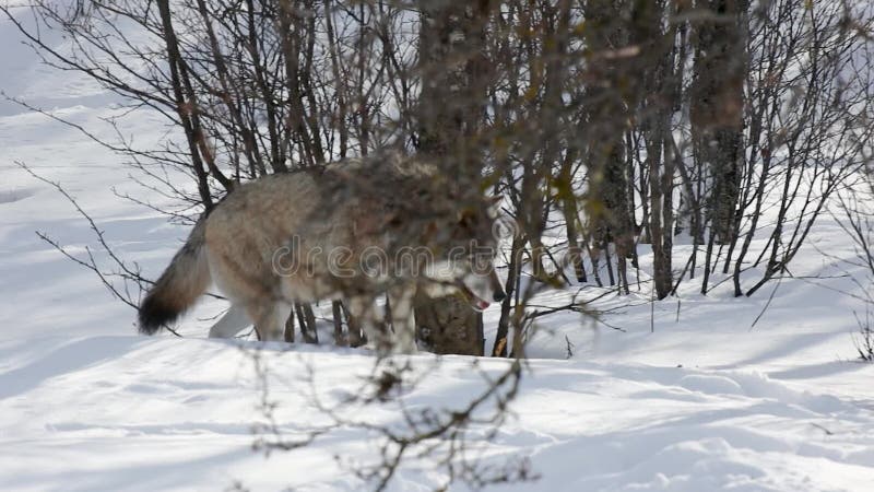 Canis Lupus walking on snow in the forest