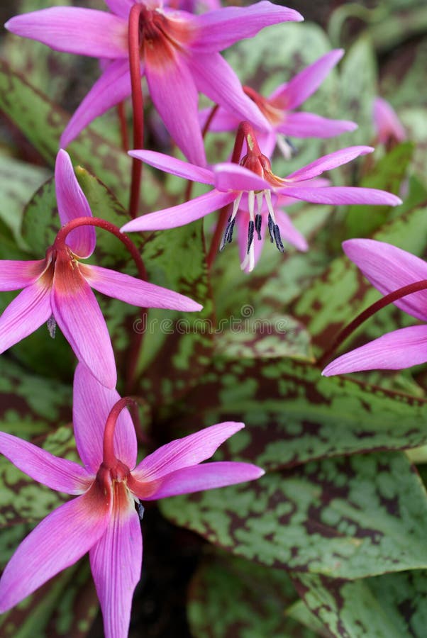 canis melin dogtooth erythronium fiołek obrazy stock canis melin dogtooth erythronium fiołek obrazy stock